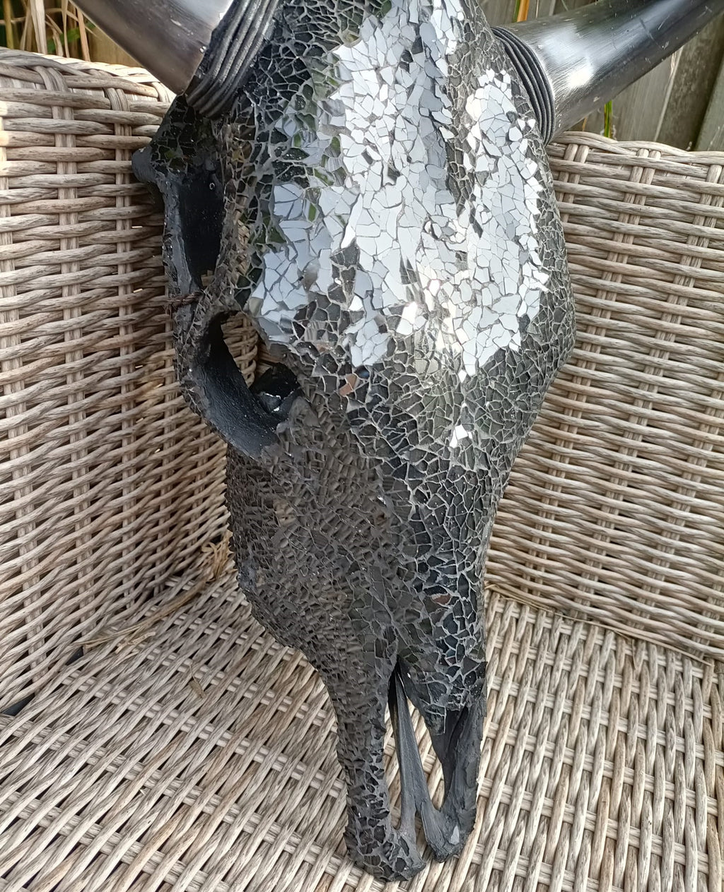 75 Punten.... Buffelschedel Zwart ingelegd in glas